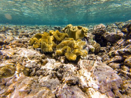Likupang, Pulau Lihaga Underwater