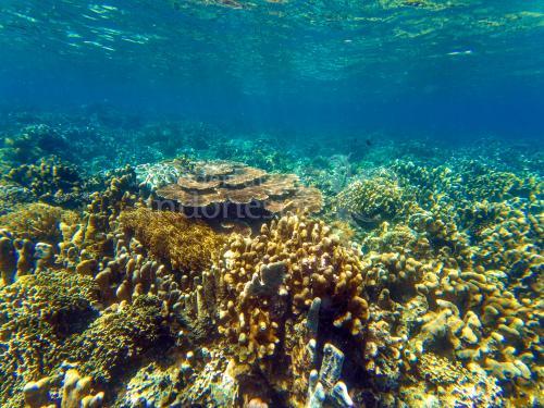 Likupang, Pulau Lihaga Underwater