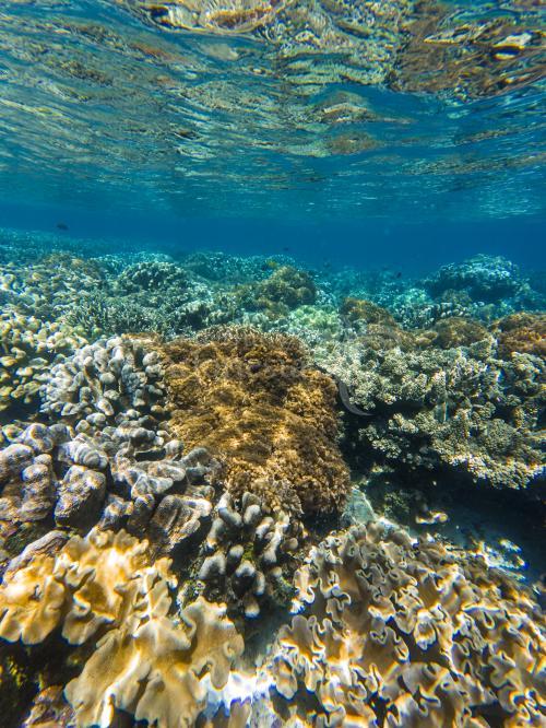 Likupang, Pulau Lihaga Underwater